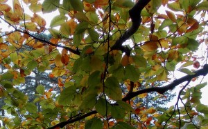 Drzewo liściaste jesienią